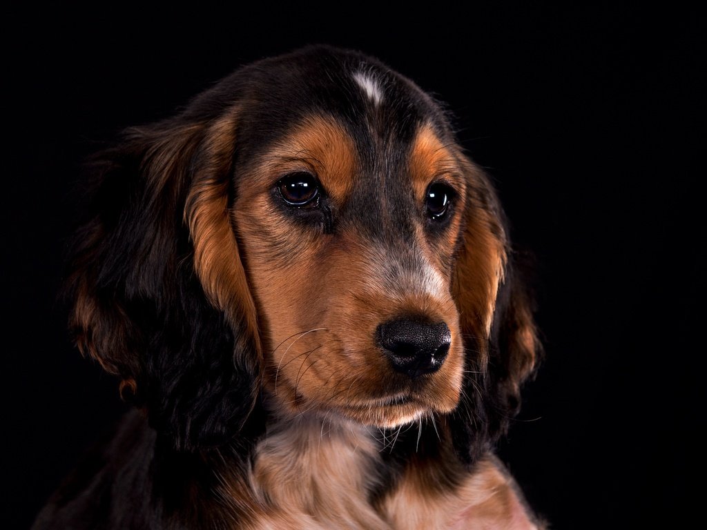 Обои портрет, взгляд, собака, щенок, мордашка, кокер-спаниель, portrait, look, dog, puppy, face, cocker spaniel разрешение 2048x1432 Загрузить