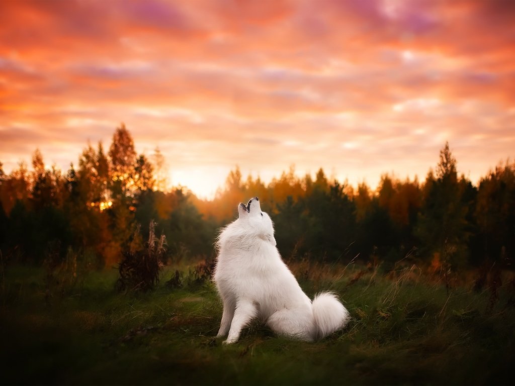 Обои природа, закат, собака, друг, самоед, самоедская лайка, nature, sunset, dog, each, samoyed, samoyed husky разрешение 2048x1365 Загрузить