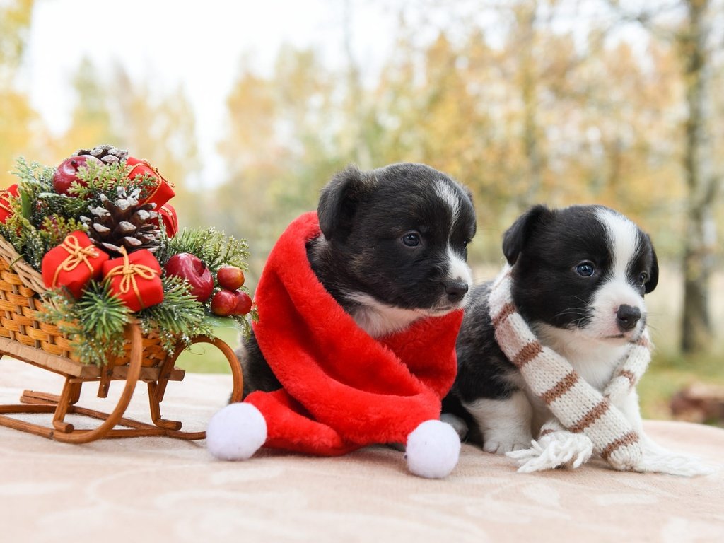 Обои новый год, щенки, рождество, санки, собаки, шарфик, вельш-корги, корги, new year, puppies, christmas, sled, dogs, scarf, welsh corgi, corgi разрешение 2000x1334 Загрузить