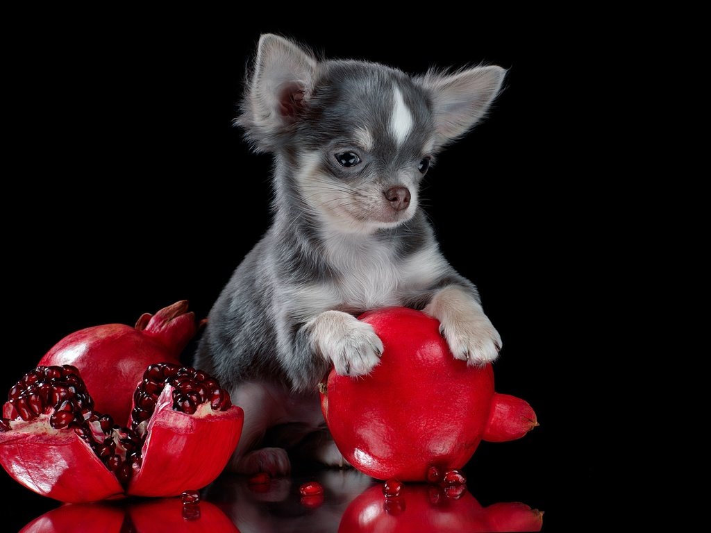 Обои черный фон, песик, гранаты, чихуа-хуа, собачонка, black background, doggie, grenades, chihuahua, dog разрешение 2560x1706 Загрузить