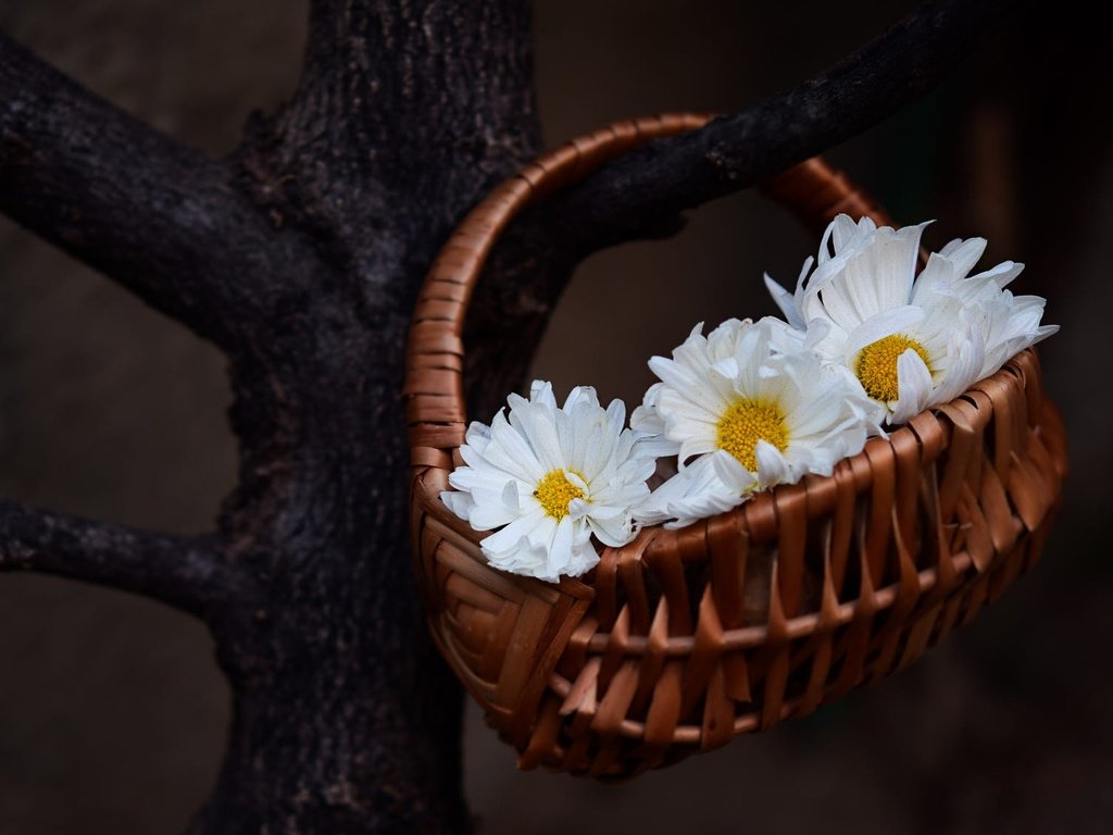 Обои цветы, дерево, темный фон, ромашки, белые, корзинка, flowers, tree, the dark background, chamomile, white, basket разрешение 2000x1125 Загрузить