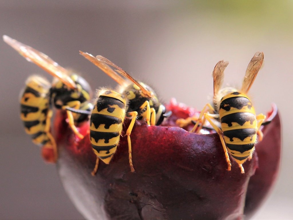 Обои природа, макро, осы, nature, macro, wasps разрешение 2047x1366 Загрузить