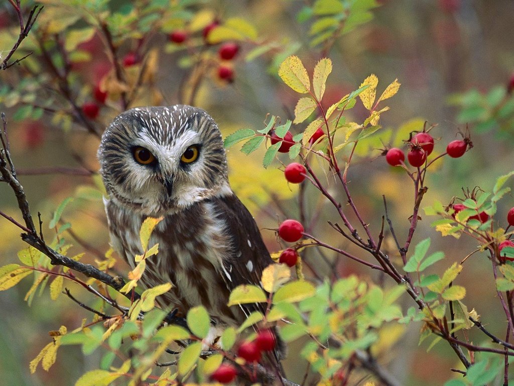 Обои природа, птица, ягоды, североамериканский мохноногий сыч, nature, bird, berries, north american boreal owl разрешение 1920x1080 Загрузить