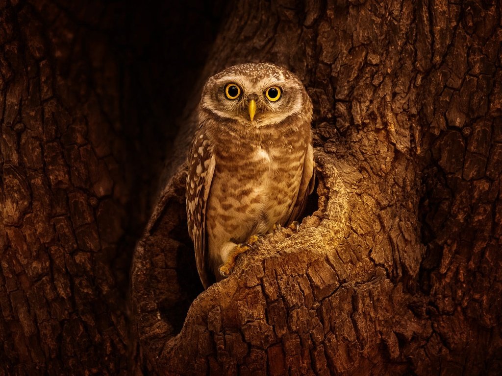 Обои сова, дерево, взгляд, птица, кора, дупло, сыч, owl, tree, look, bird, bark, the hollow разрешение 2000x1125 Загрузить