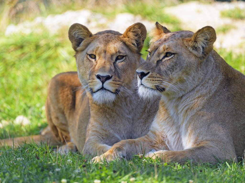 Обои трава, отдых, лежат, львица, морды, боке, львицы, grass, stay, lie, lioness, muzzle, bokeh разрешение 5568x3132 Загрузить