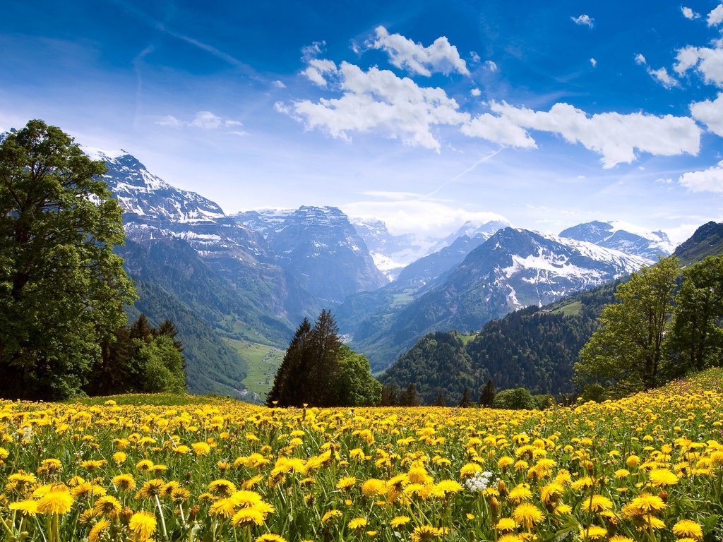 Обои небо, цветы, облака, горы, лес, одуванчики, the sky, flowers, clouds, mountains, forest, dandelions разрешение 3200x1800 Загрузить