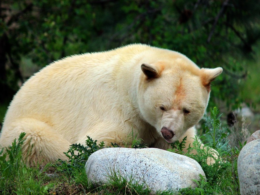 Обои морда, природа, поза, взгляд, медведь, белый, камень, face, nature, pose, look, bear, white, stone разрешение 2560x1707 Загрузить