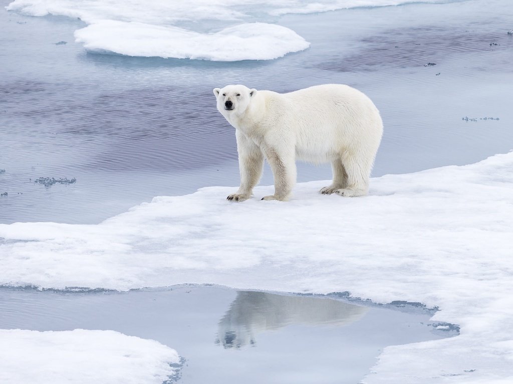 Обои морда, медведь, снег, лёд, природа, водоем, льдины, берег, белый медведь, зима, отражение, поза, взгляд, face, bear, snow, ice, pond, nature, shore, polar bear, winter, reflection, pose, look разрешение 1920x1280 Загрузить