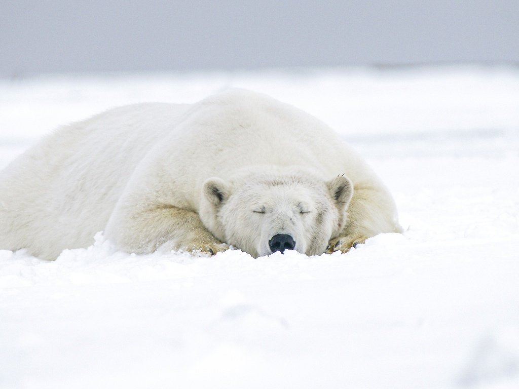 Обои морда, снег, зима, медведь, сон, лежит, спит, белый медведь, face, snow, winter, bear, sleep, lies, sleeping, polar bear разрешение 2560x1440 Загрузить