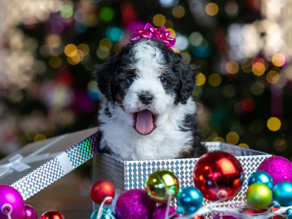 Обои коробка, новый год, блики, шарики, щенок, песик, малыш, подарок, рождество, box, new year, glare, balls, puppy, doggie, baby, gift, christmas разрешение 5120x3406 Загрузить