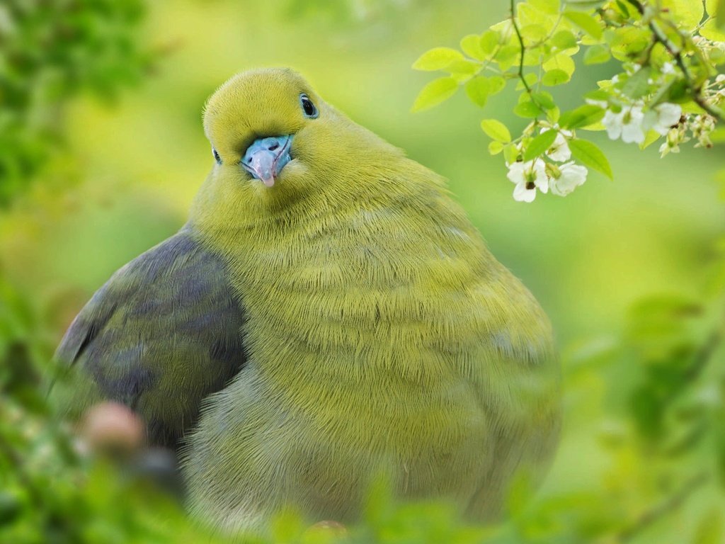 Обои природа, зелень, ветки, листва, птица, тайвань, fuyi chen, nature, greens, branches, foliage, bird, taiwan разрешение 2000x1331 Загрузить