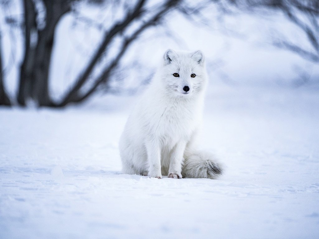 Обои снег, зима, взгляд, сидит, песец, snow, winter, look, sitting, fox разрешение 2880x1924 Загрузить