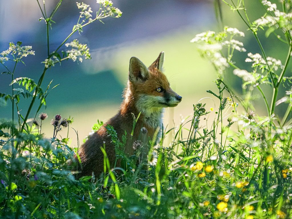 Обои свет, растения, взгляд, лиса, лисенок, light, plants, look, fox разрешение 2200x1467 Загрузить