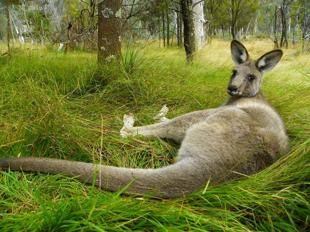 Обои трава, поза, взгляд, лежит, австралия, кенгуру, grass, pose, look, lies, australia, kangaroo разрешение 2560x1920 Загрузить