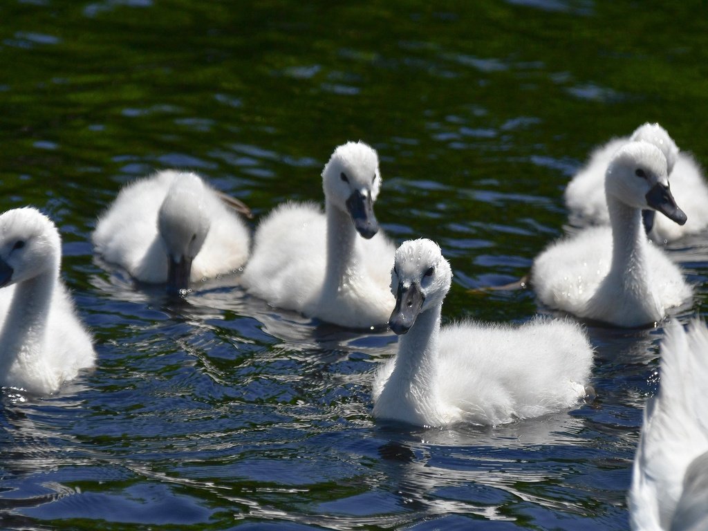 Обои вода, водоем, птицы, лебеди, плавание, птенцы, лебедята, water, pond, birds, swans, swimming, chicks, the lebeda разрешение 2880x1920 Загрузить