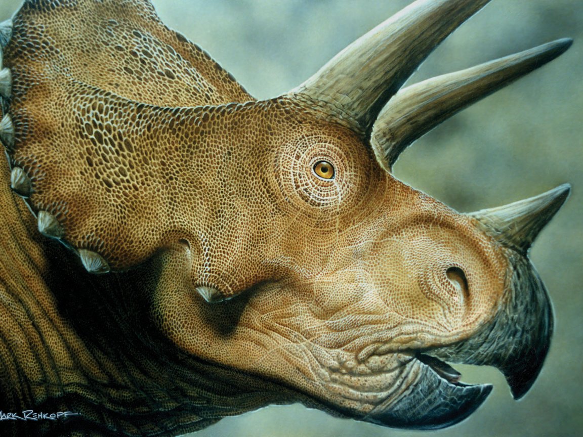 Обои динозавр, triceratops, мродаха, dinosaur, prodaja разрешение 4500x3000 Загрузить