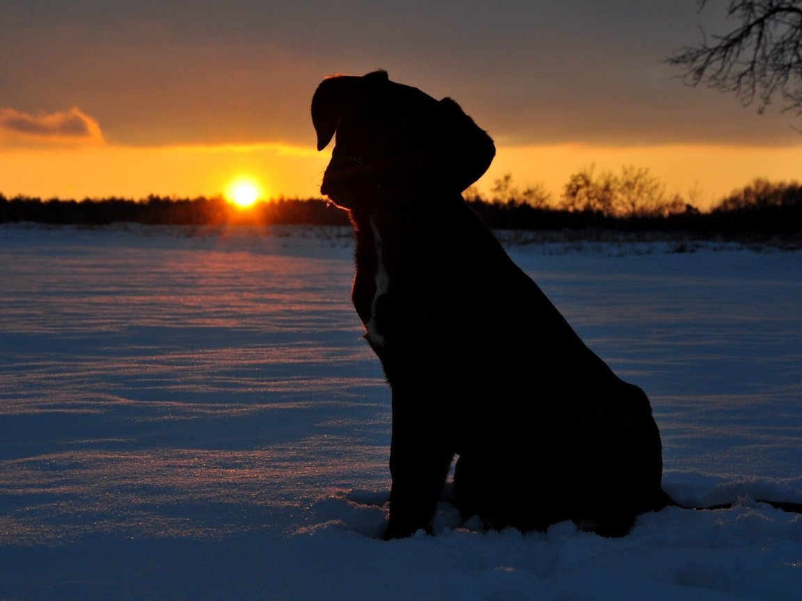 Обои солнце, снег, закат, щенок, the sun, snow, sunset, puppy разрешение 2144x1424 Загрузить