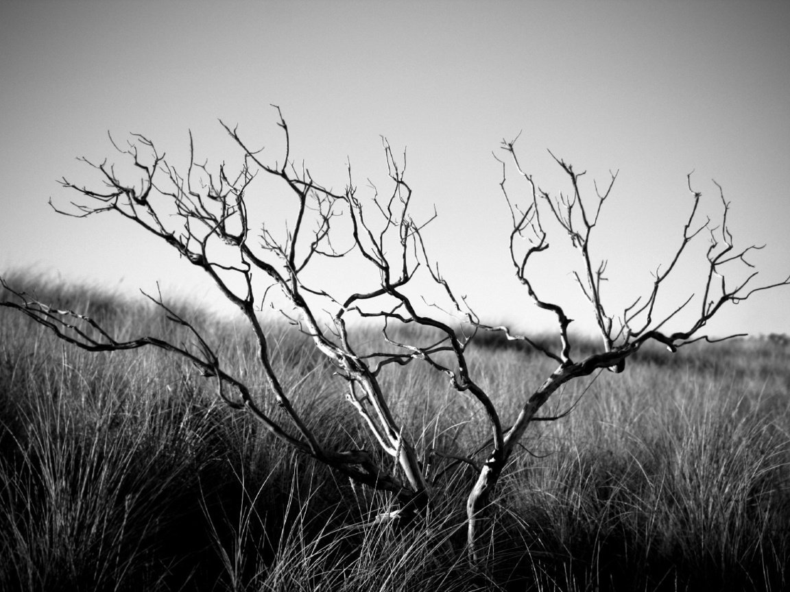 Обои трава, дерево, настроение, пейзаж, чёрно-белое, смерть, уныние, grass, tree, mood, landscape, black and white, death разрешение 1920x1200 Загрузить