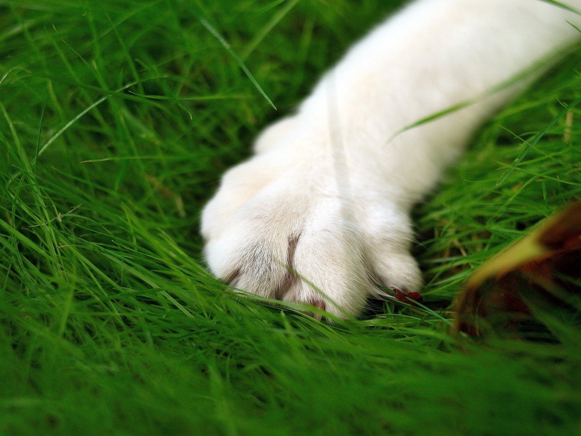 Обои зелень, кошка, лапа, макросьемка, greens, cat, paw, microsemi разрешение 2560x1600 Загрузить