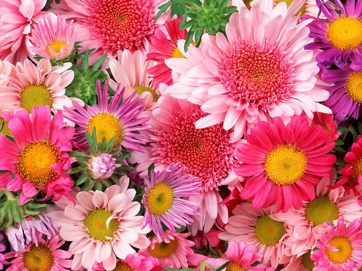 Обои ромашка, букет, розовый, хризантема, daisy, bouquet, pink, chrysanthemum разрешение 2560x1600 Загрузить