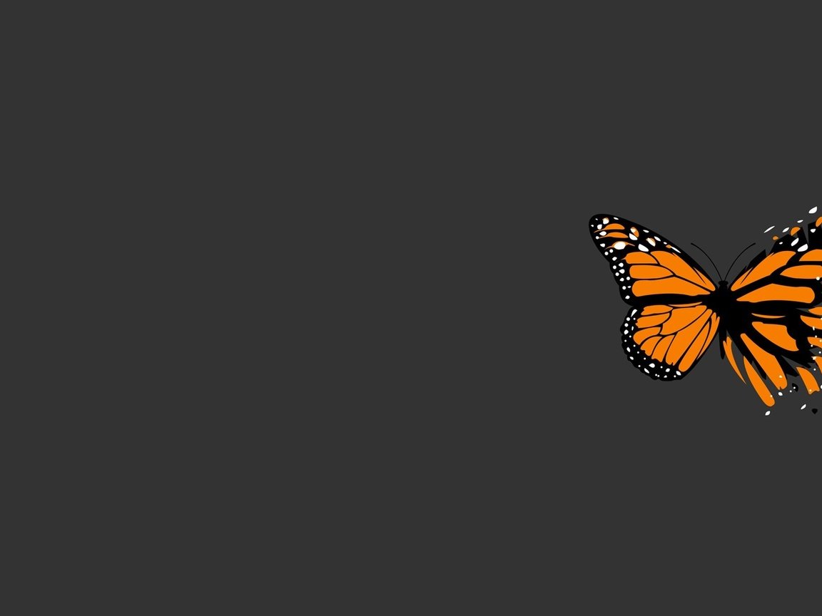 Обои бабочка, серый, минимализм, butterfly, grey, minimalism разрешение 1920x1200 Загрузить
