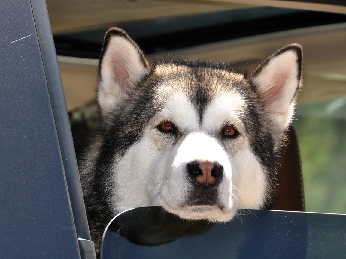 Обои хаски, пес, карие глаза, влажный нос, аляскинский маламут, husky, dog, brown eyes, wet nose, alaskan malamute разрешение 3547x2356 Загрузить