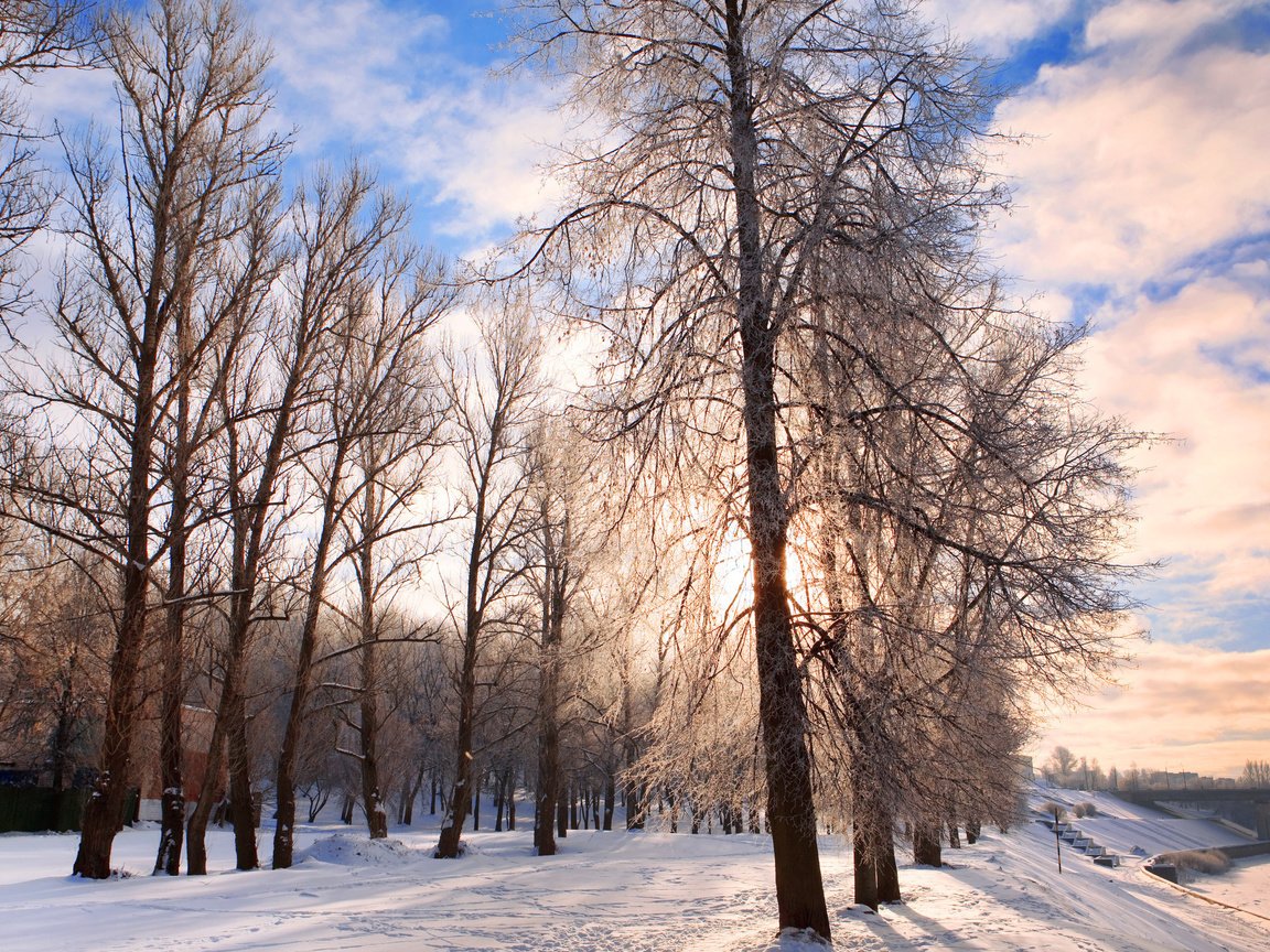 Обои деревья, снег, природа, зима, парк, trees, snow, nature, winter, park разрешение 2560x1600 Загрузить