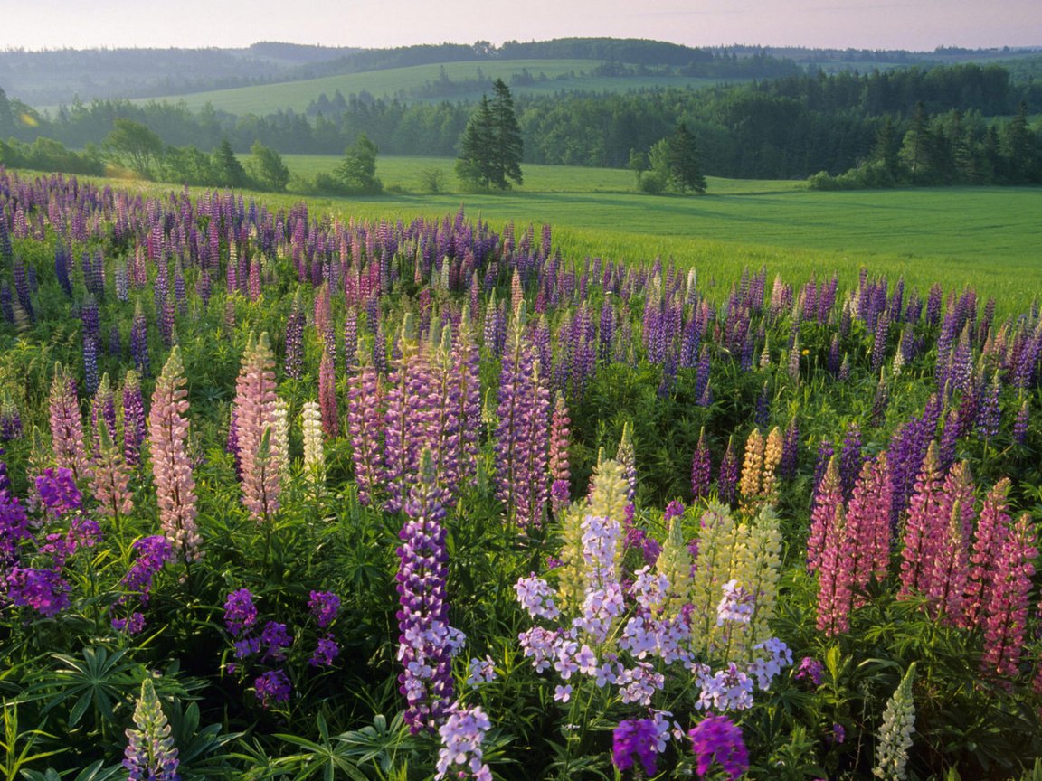 Обои цветы, трава, лес, поле, лето, луг, полевые, flowers, grass, forest, field, summer, meadow разрешение 1920x1200 Загрузить