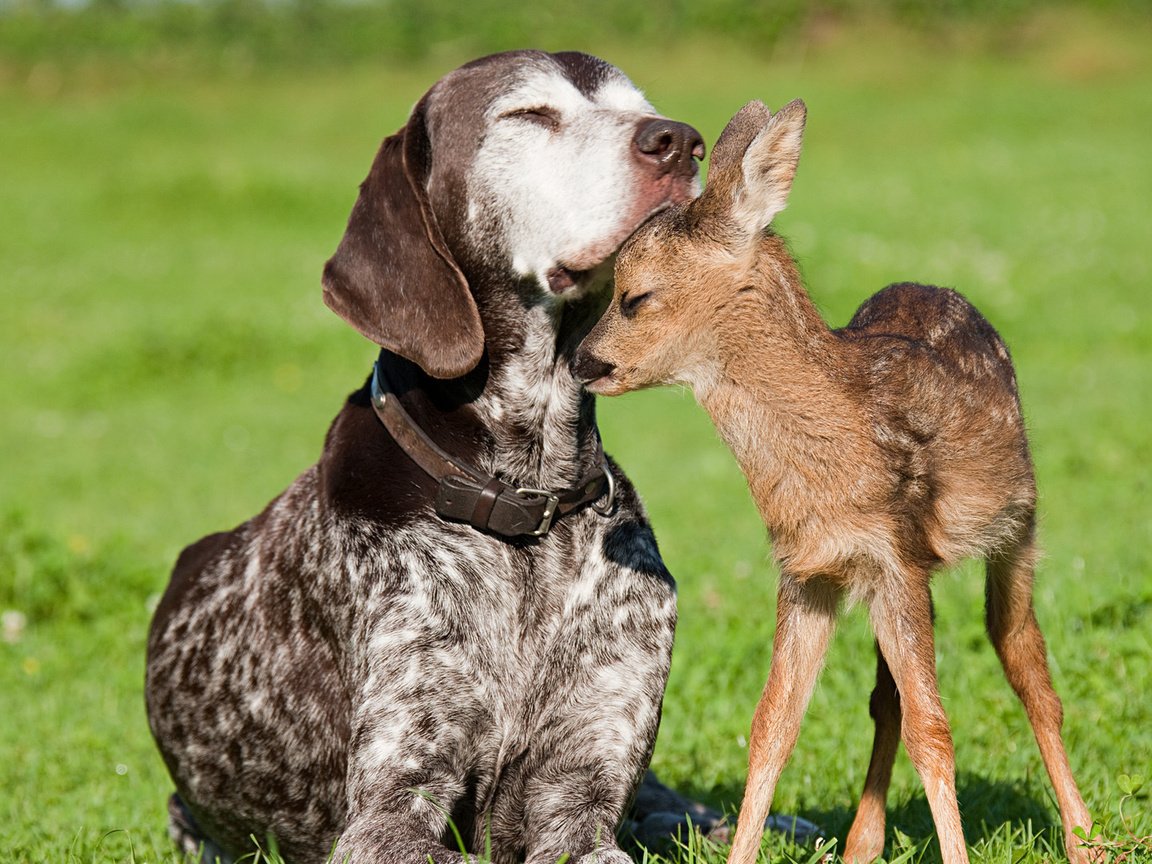 Обои нежность, дружба, доверие, tenderness, friendship, trust разрешение 1920x1080 Загрузить