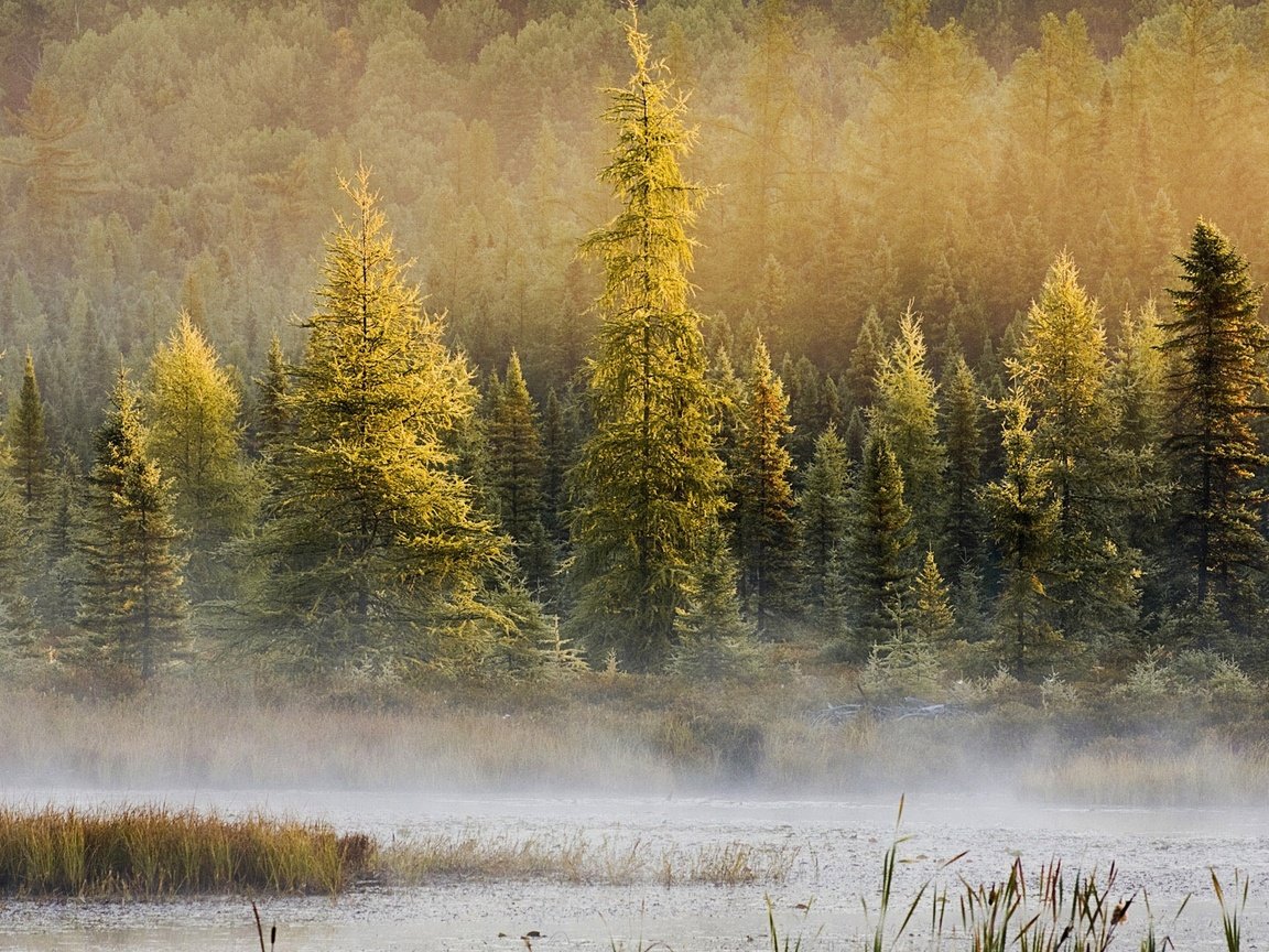 Обои деревья, природа, лес, туман, водоем, дымка, местность, trees, nature, forest, fog, pond, haze, the area разрешение 1920x1080 Загрузить