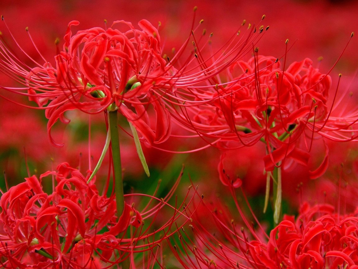 Обои цветы, макро, красная, лилии, лилия паучья, ликорис, flowers, macro, red, lily, lily spider, he lost his parents, разрешение 2048x1264 Загрузить