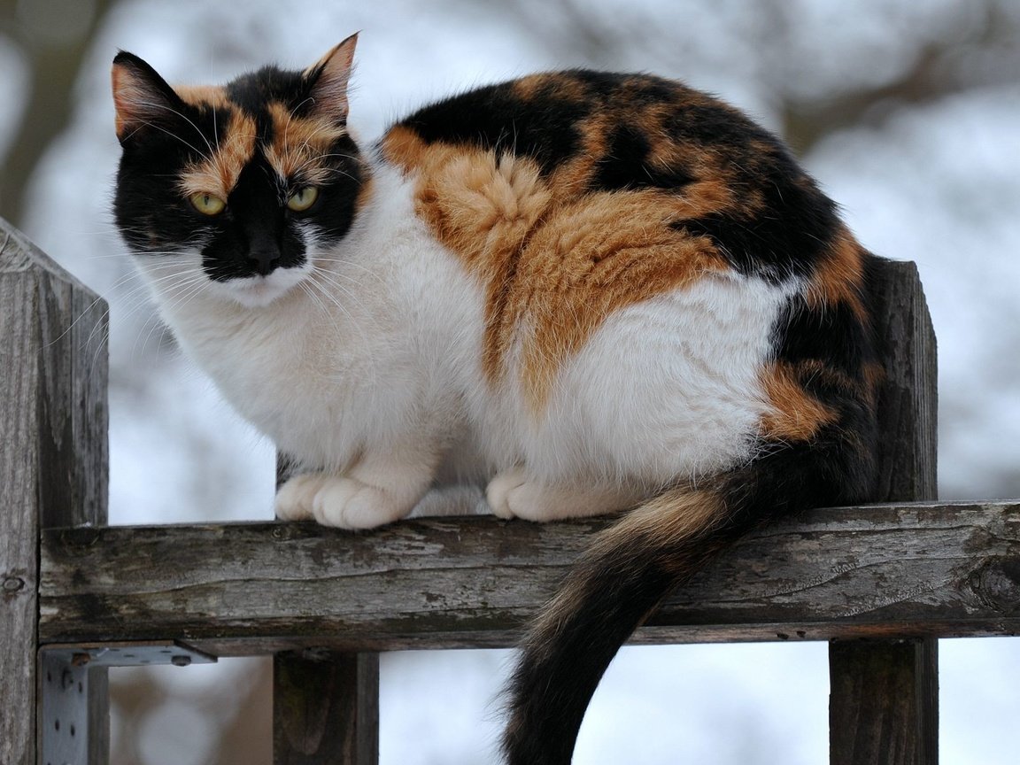 Обои кот, кошка, забор, сидит, пятнистый, трехцветный, cat, the fence, sitting, spotted, tri-color разрешение 1920x1200 Загрузить