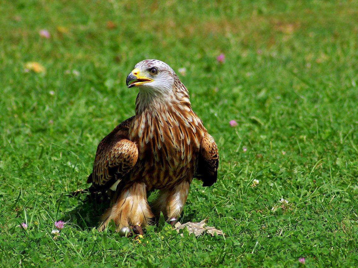 Обои трава, красный, птица, клюв, коршун, когти, хищная, grass, red, bird, beak, kite, claws, predatory разрешение 1920x1080 Загрузить