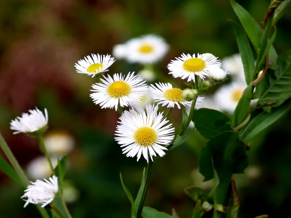 Обои цветы, макро, поле, луг, ромашки, белые, полевые цветы, flowers, macro, field, meadow, chamomile, white, wildflowers разрешение 1920x1200 Загрузить