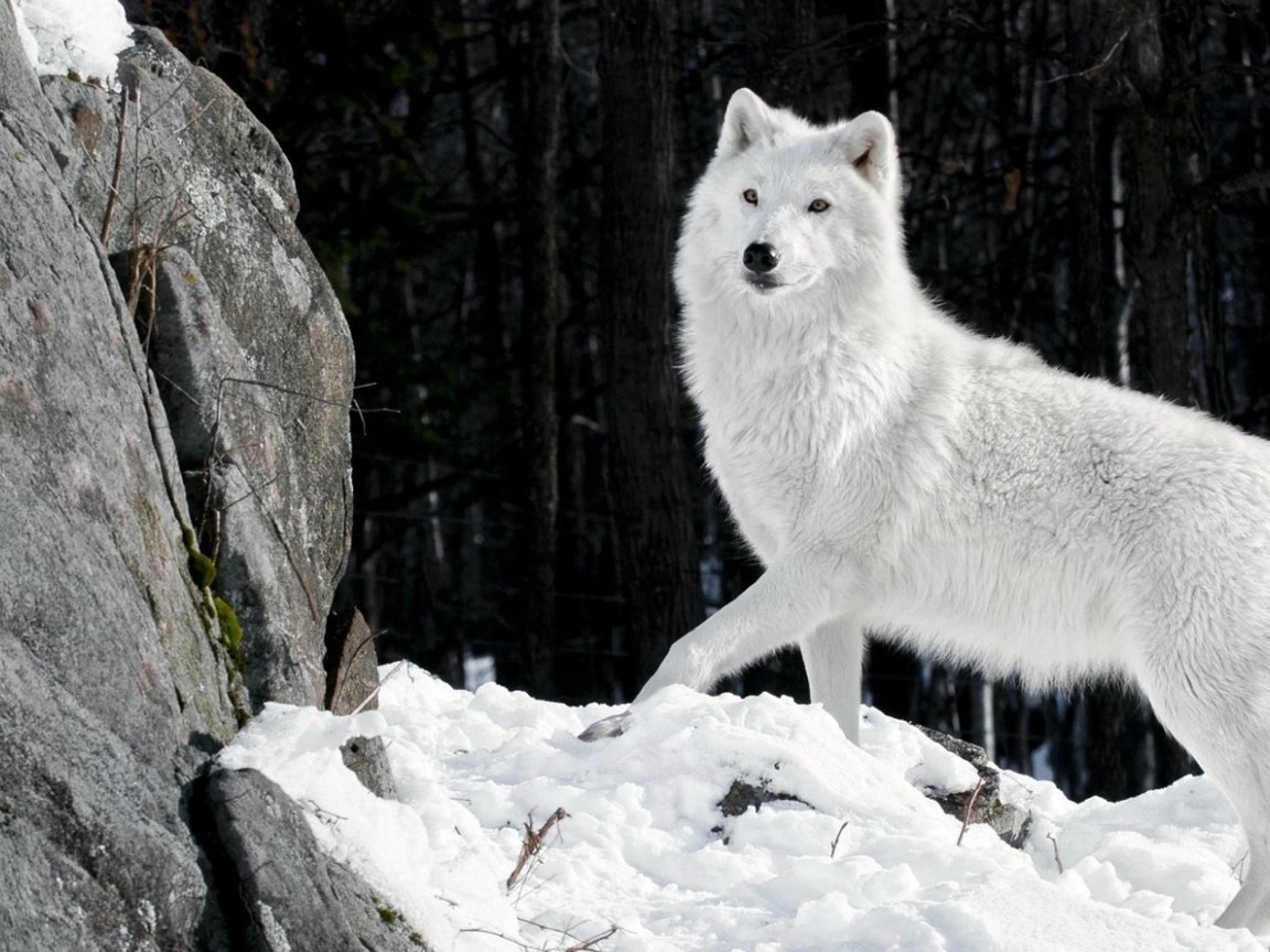 Обои снег, камни, зима, шерсть, белый, хищник, волк, snow, stones, winter, wool, white, predator, wolf разрешение 1920x1080 Загрузить