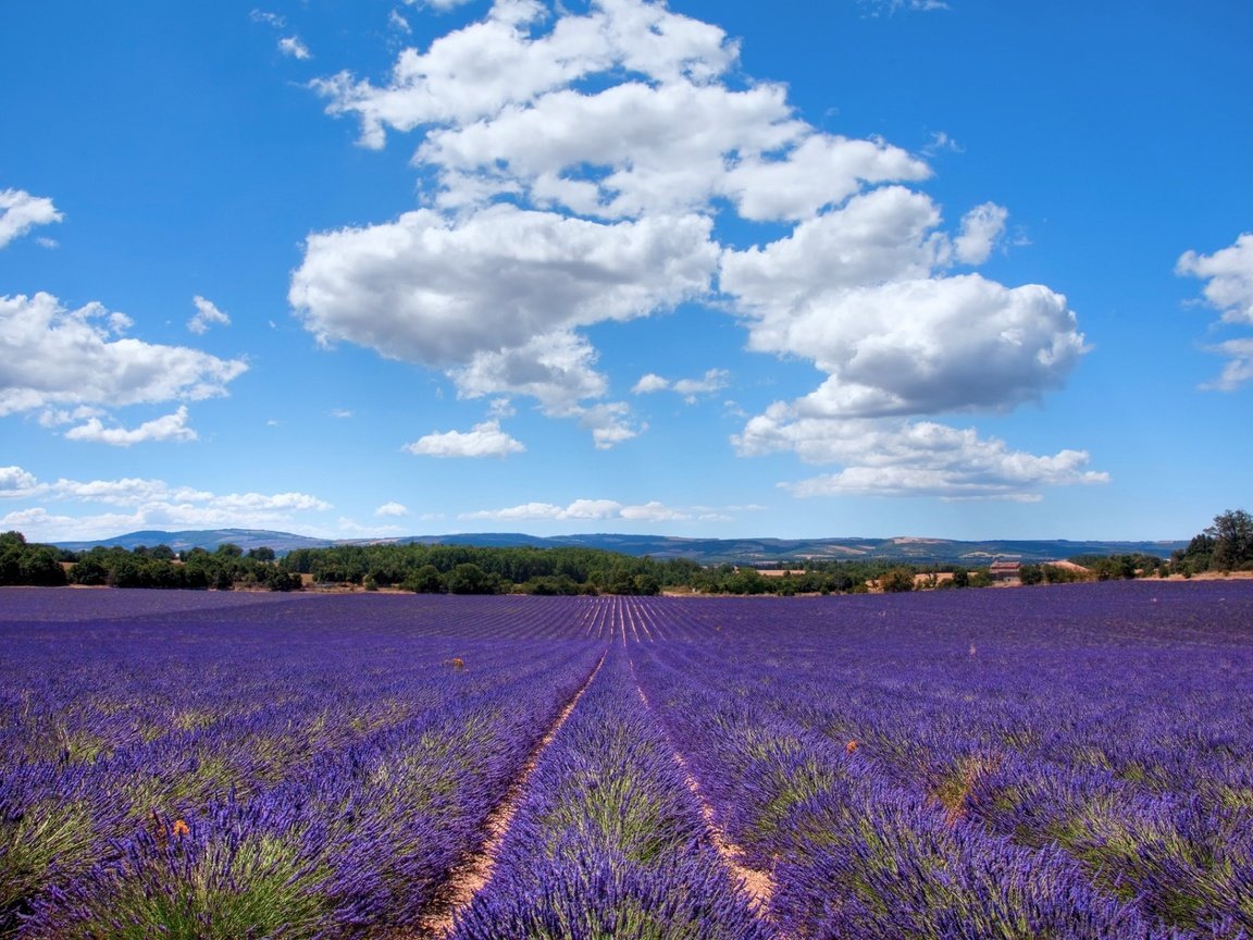 Обои небо, облака, природа, поле, лаванда, лето, франция, прованс, the sky, clouds, nature, field, lavender, summer, france, provence разрешение 1920x1200 Загрузить