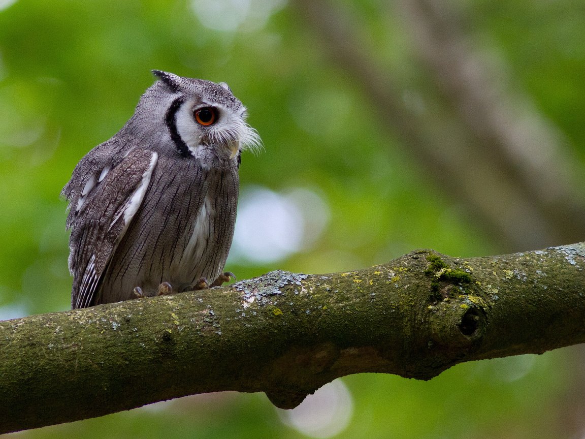 Обои сова, дерево, усы, птица, мох, ствол, уши, owl, tree, mustache, bird, moss, trunk, ears разрешение 2048x1365 Загрузить