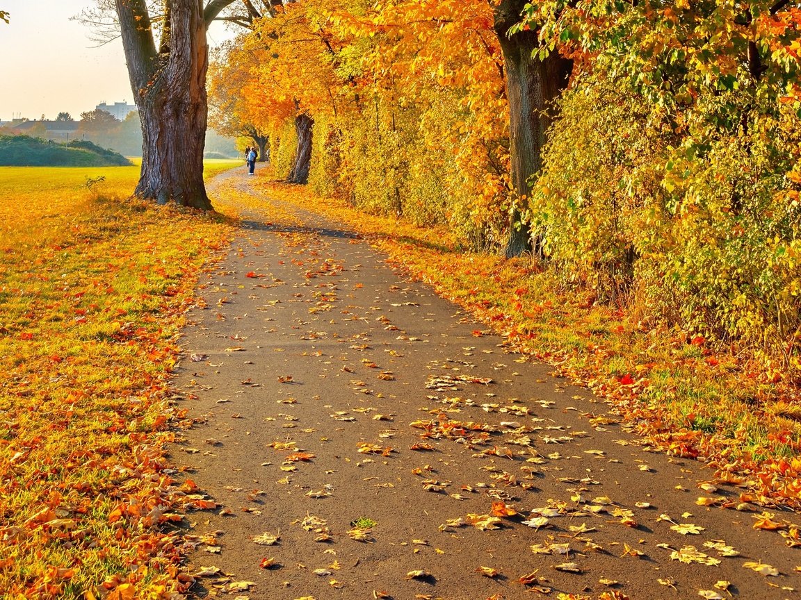 Обои дорога, деревья, листья, пейзаж, осень, человек, желтые, road, trees, leaves, landscape, autumn, people, yellow разрешение 2880x1800 Загрузить