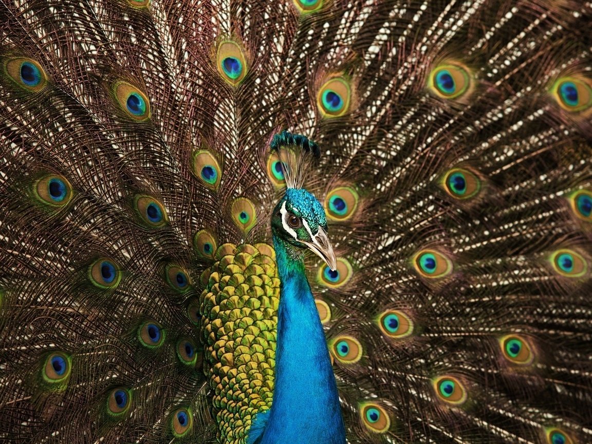 Обои цвета, птица, павлин, перья, хвост, color, bird, peacock, feathers, tail разрешение 1920x1200 Загрузить