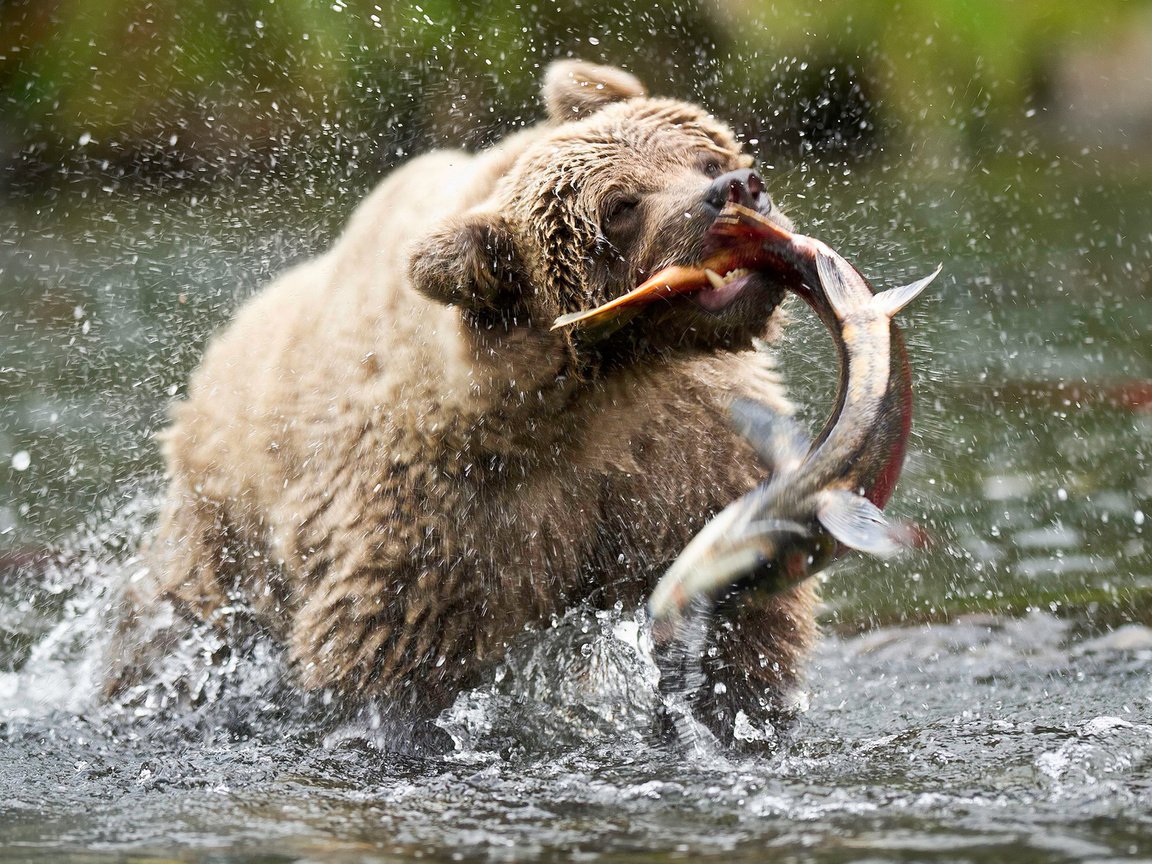 Обои медведь, сша, аляска, бурый медведь, русская река, bear, usa, alaska, brown bear, russian river разрешение 1920x1200 Загрузить