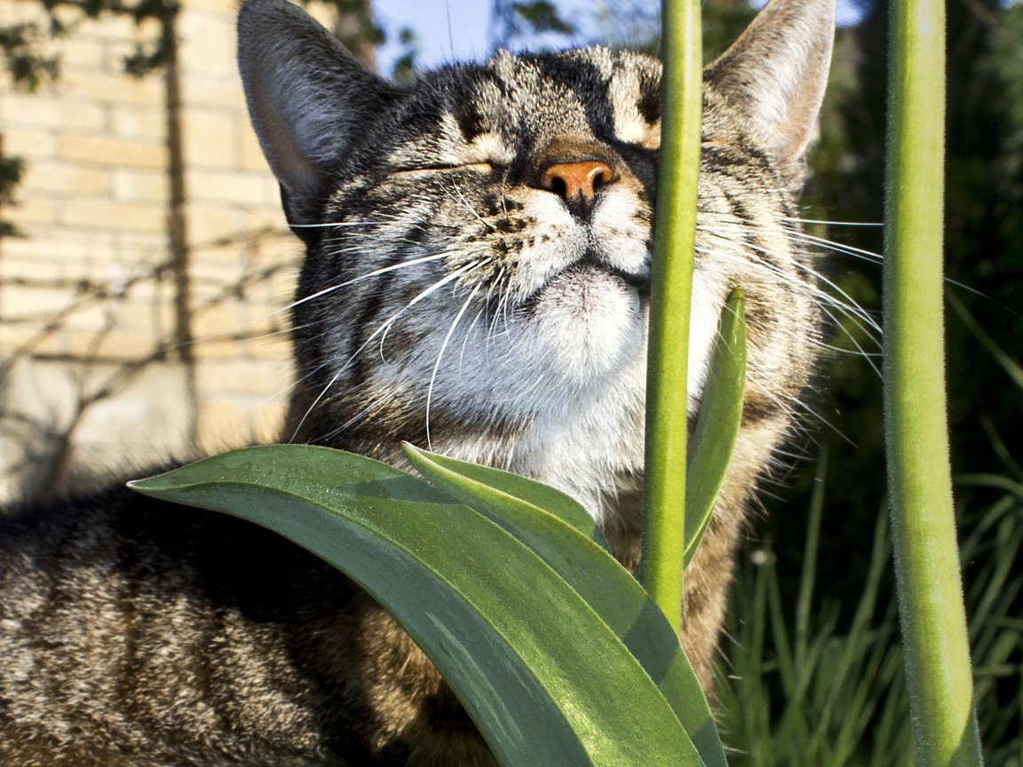 Обои цветы, солнце, кот, лежит, животное, стебель, греется, flowers, the sun, cat, lies, animal, stem, heated разрешение 2560x1600 Загрузить