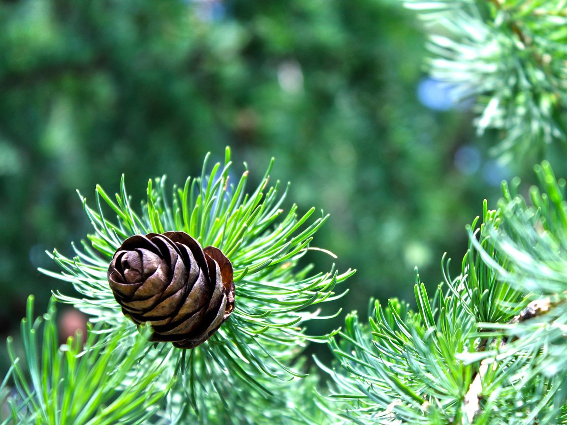 Обои природа, зелень, хвоя, ель, шишка, еловая ветка, nature, greens, needles, spruce, bump, spruce branch разрешение 4272x2848 Загрузить