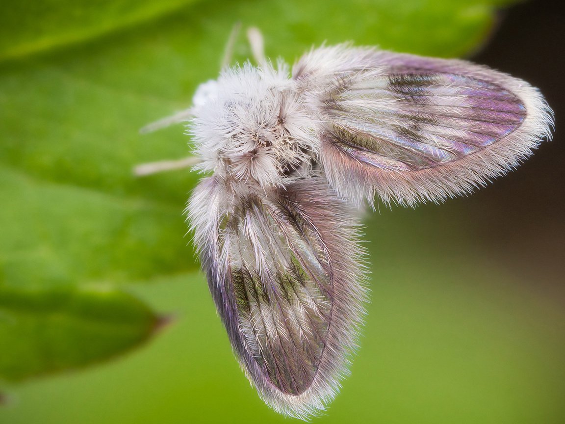 Обои бабочка, пушистый, лист, мотылек, моль, butterfly, fluffy, sheet, moth, mol разрешение 1920x1300 Загрузить