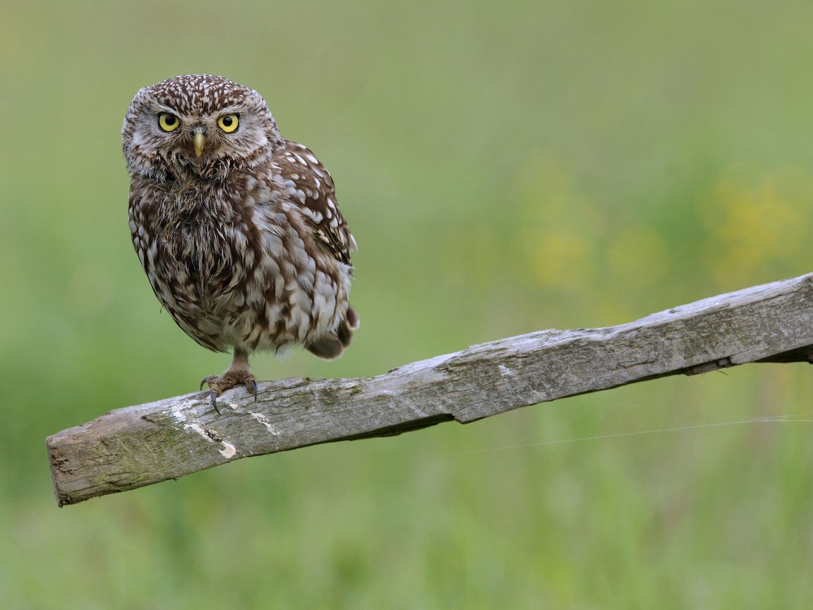 Обои сова, зелень, птица, палка, сыч, owl, greens, bird, stick разрешение 1920x1200 Загрузить