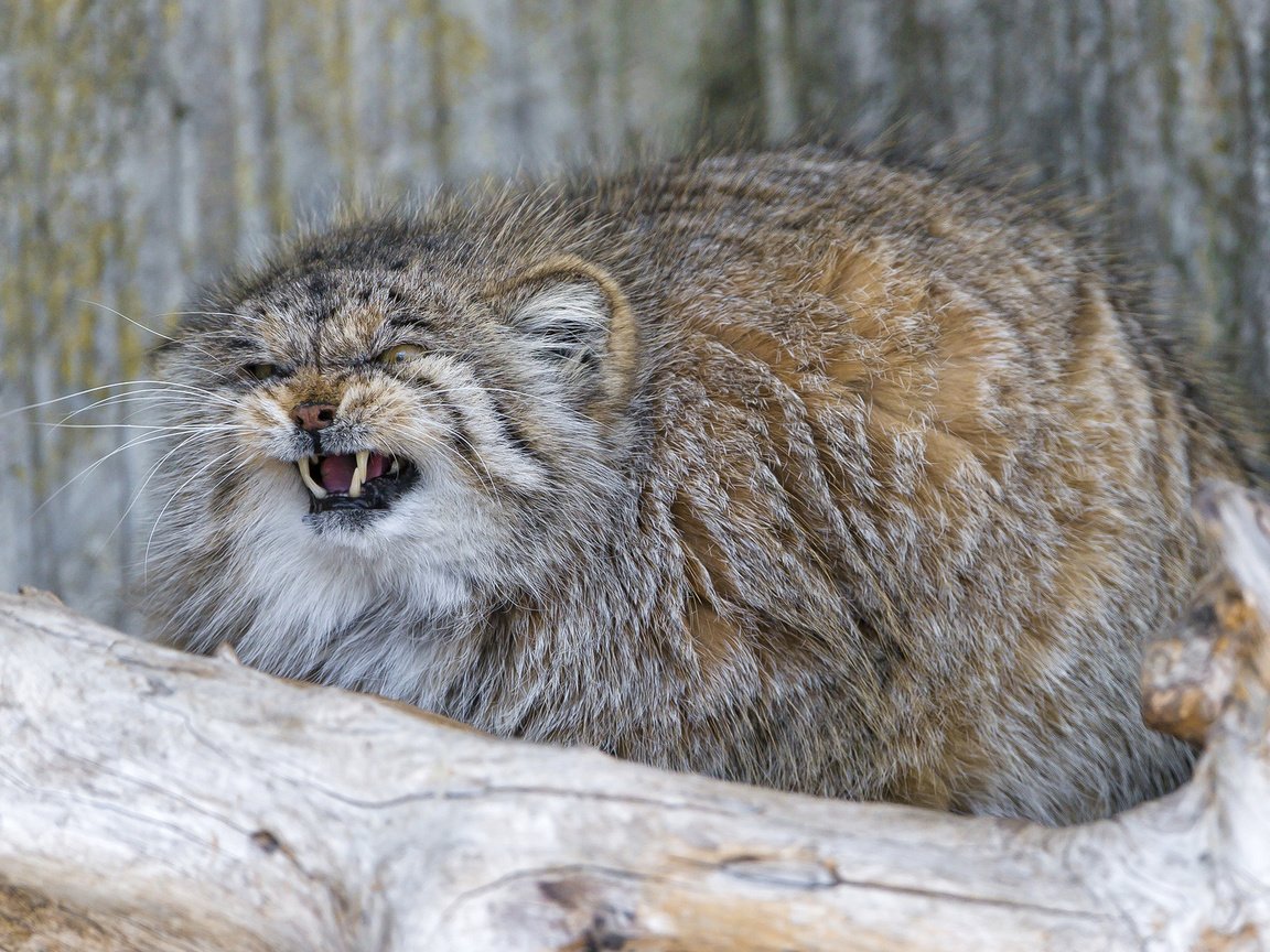 Обои кошка, пушистый, клыки, манул, злой, ctambako the jaguar, cat, fluffy, fangs, manul, evil разрешение 1920x1200 Загрузить