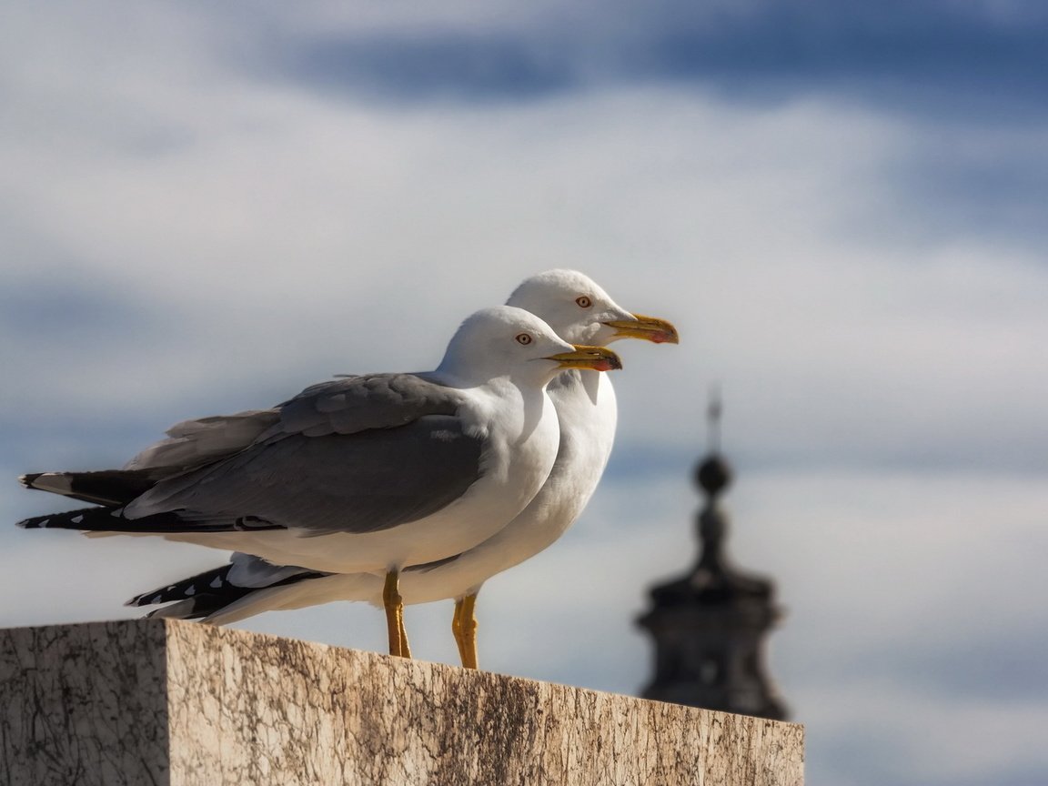 Обои чайка, птицы, клюв, перья, чайки, seagull, birds, beak, feathers, seagulls разрешение 1920x1280 Загрузить