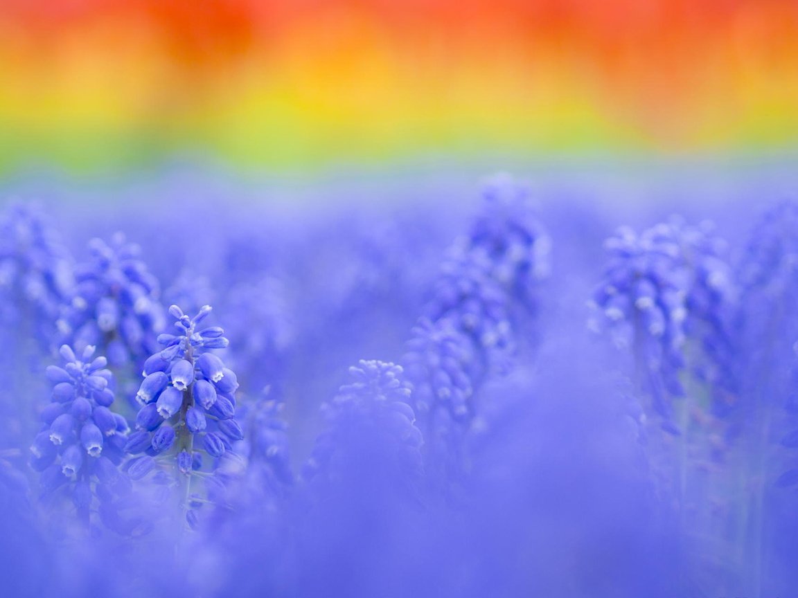 Обои фон, мускари, background, muscari разрешение 1920x1200 Загрузить