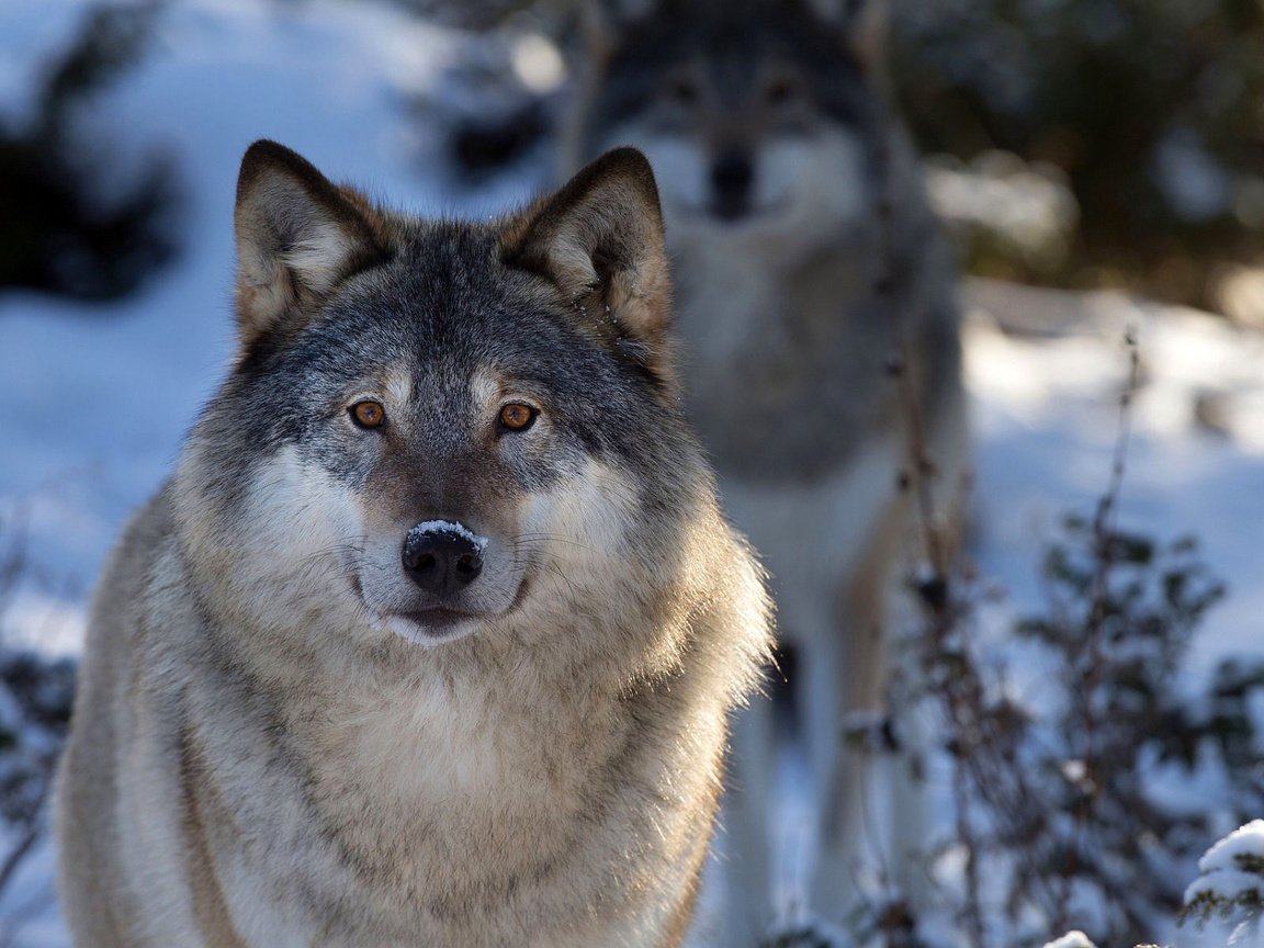 Обои лес, зима, хищник, волки, волк, forest, winter, predator, wolves, wolf разрешение 1920x1200 Загрузить
