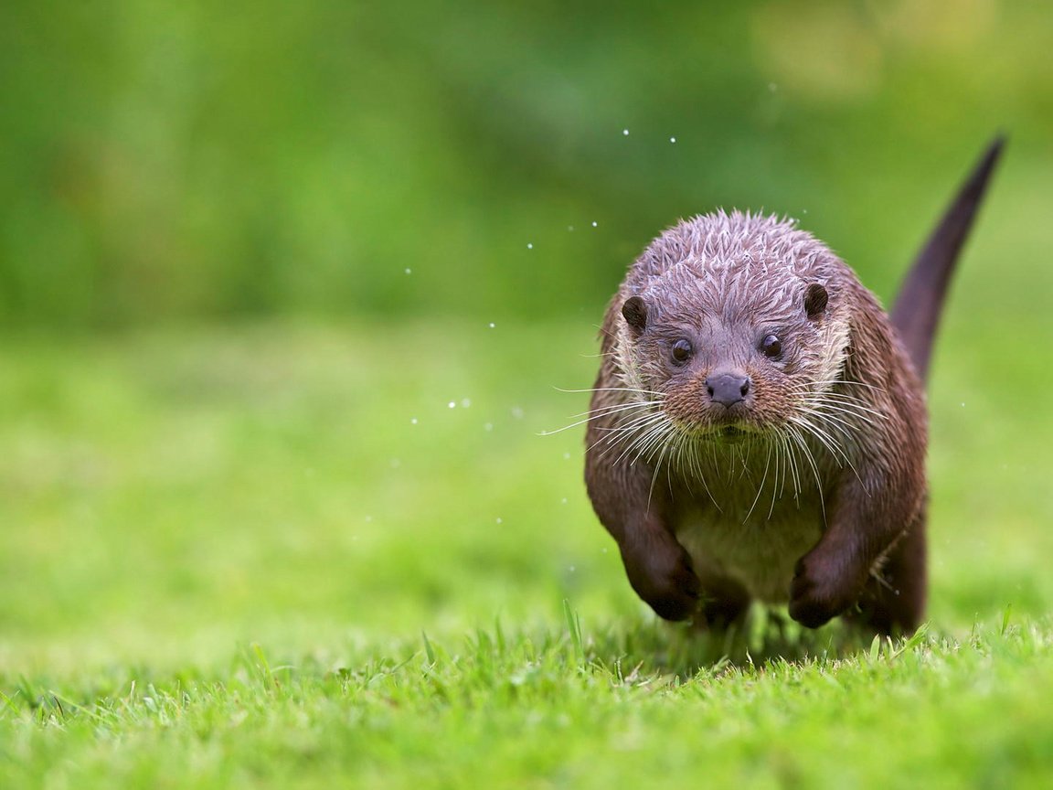 Обои трава, берег, животные, бег, выдра, grass, shore, animals, running, otter разрешение 2048x1080 Загрузить