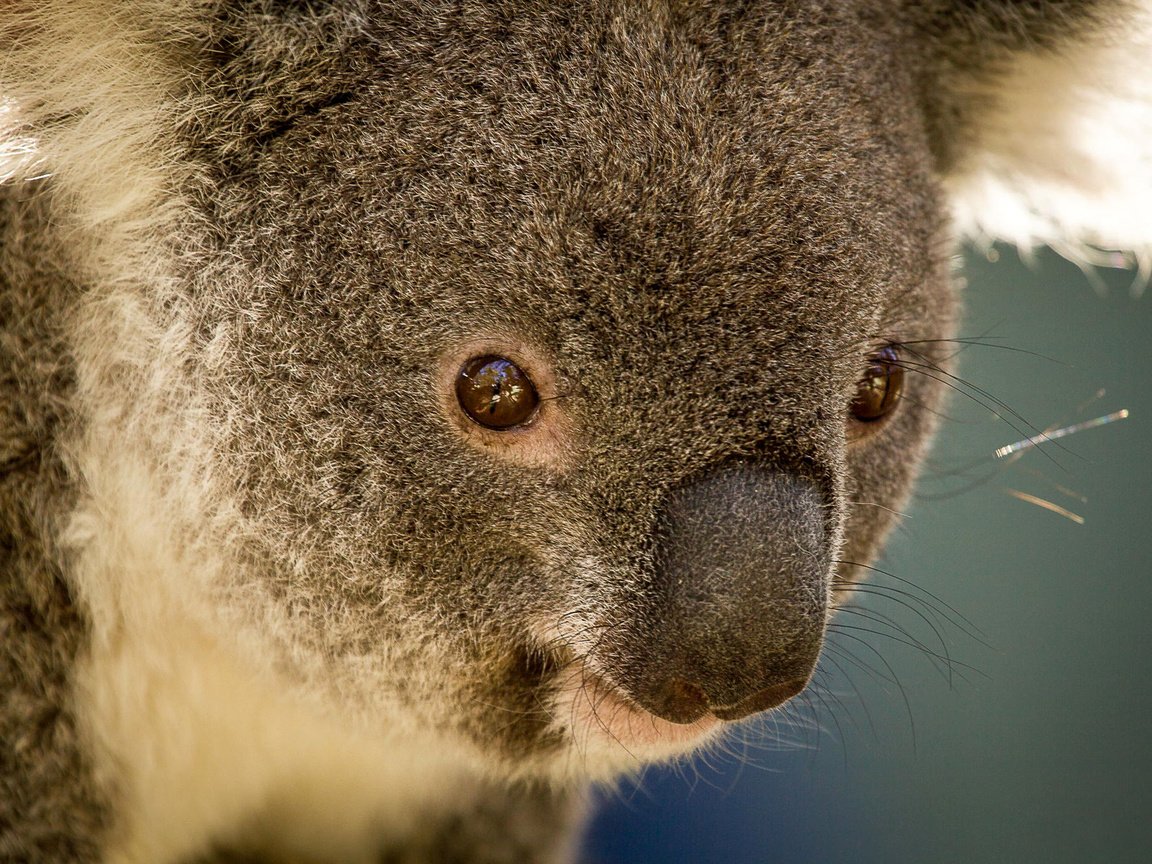 Обои животные, австралия, коала, травоядное, сумчатое, сумчатые, animals, australia, koala, herbivores, marsupials разрешение 1920x1280 Загрузить